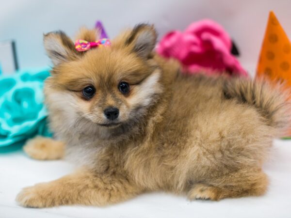 Pomeranian DOG Female Sable 15079 Petland Wichita, Kansas