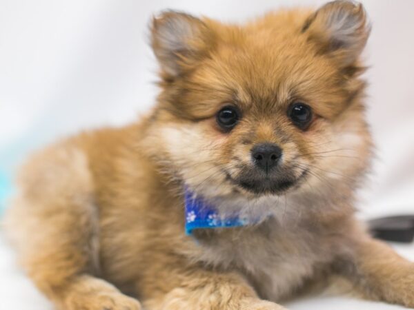 Pomeranian DOG Male Sable 15078 Petland Wichita, Kansas