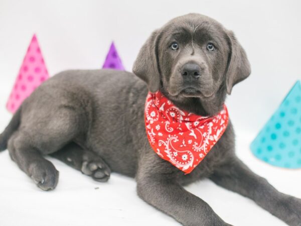 English Labrador Retriever DOG Male Charcoal Silver 15077 Petland Wichita, Kansas