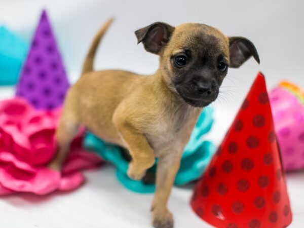 Minchi DOG Female Fawn / Blk Mask 15075 Petland Wichita, Kansas