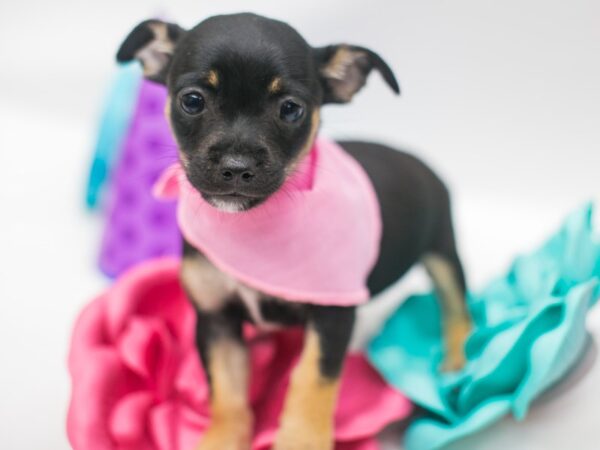 Minchi DOG Female Black & Tan 15074 Petland Wichita, Kansas