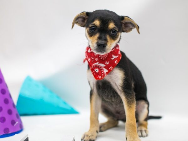 Minchi DOG Male Black & Tan 15073 Petland Wichita, Kansas