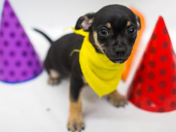 Minchi DOG Male Black & Tan 15072 Petland Wichita, Kansas