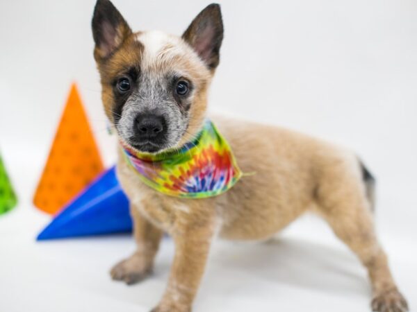 Australian Cattle Dog-DOG-Male-Red-15071-Petland Wichita, Kansas
