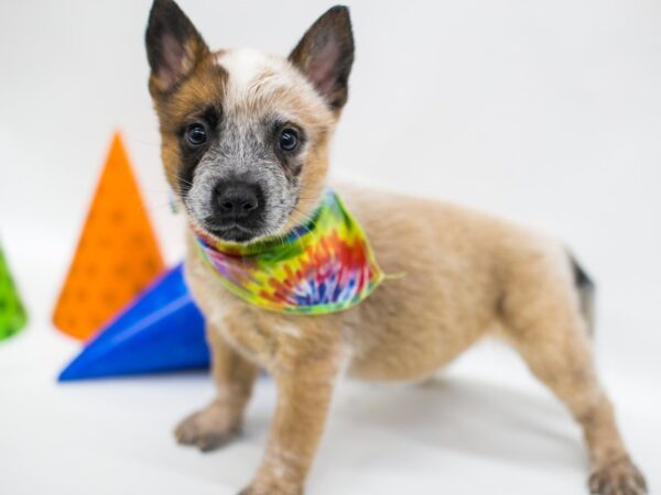 Australian Cattle Dog DOG Male Red 15071 Petland Wichita, Kansas