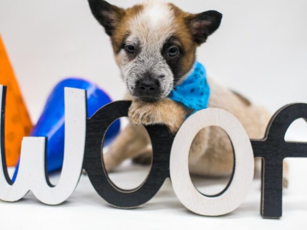Australian Cattle Dog-DOG-Male-Red-15070-Petland Wichita, Kansas