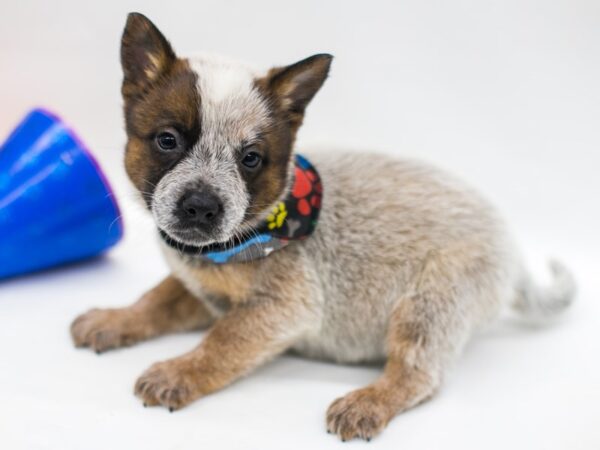 Australian Cattle Dog DOG Male Red 15069 Petland Wichita, Kansas