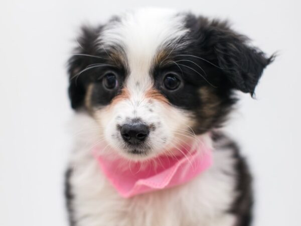 Miniature Australian Shepherd DOG Female Black Tri 15068 Petland Wichita, Kansas