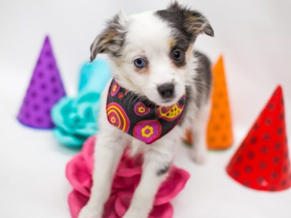 Miniature Australian Shepherd-DOG-Female-Blue Merle-15067-Petland Wichita, Kansas