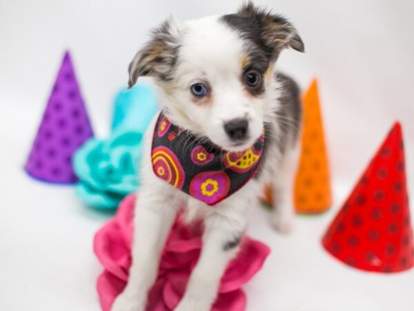 Miniature Australian Shepherd DOG Female Blue Merle 15067 Petland Wichita, Kansas