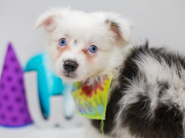 Miniature Australian Shepherd DOG Male Blue Merle 15066 Petland Wichita, Kansas