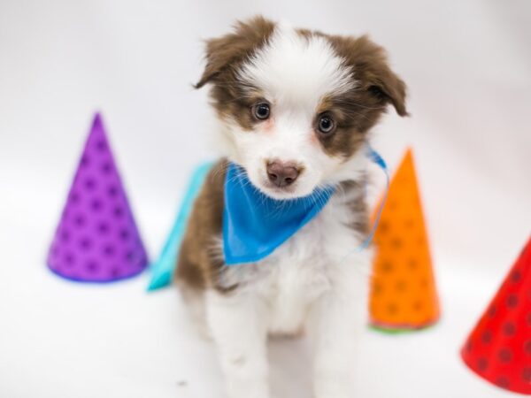 Miniature Australian Shepherd DOG Male Red Tri 15065 Petland Wichita, Kansas