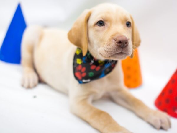 Labrador Retriever DOG Male Yellow 15064 Petland Wichita, Kansas