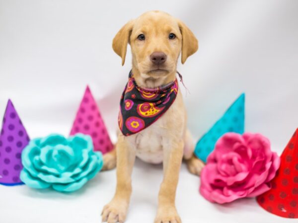 Labrador Retriever DOG Female Yellow 15063 Petland Wichita, Kansas