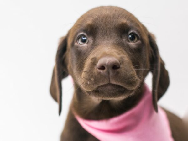 Labrador Retriever DOG Female Chocolate 15062 Petland Wichita, Kansas