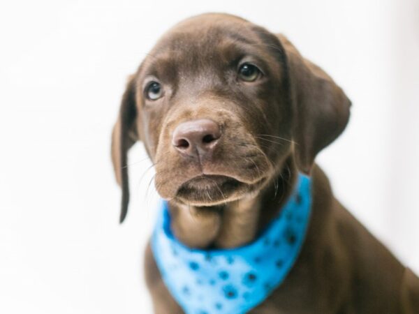 Labrador Retriever-DOG-Male-Chocolate-15061-Petland Wichita, Kansas