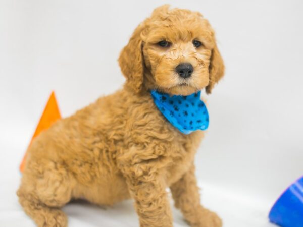 F1 Standard Goldendoodle-DOG-Male-Apricot-15095-Petland Wichita, Kansas