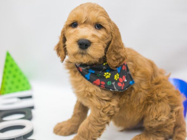 F1 Standard Goldendoodle-DOG-Male-Apricot-15094-Petland Wichita, Kansas