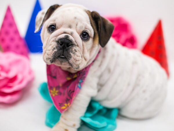 English Bulldog DOG Female White, Red, TKD 15103 Petland Wichita, Kansas