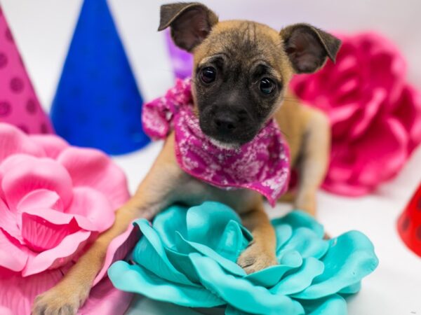 Minchi-DOG-Female-Fawn-15102-Petland Wichita, Kansas