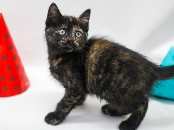 Kitten-CAT-Female-Toritoiseshell-15107-Petland Wichita, Kansas