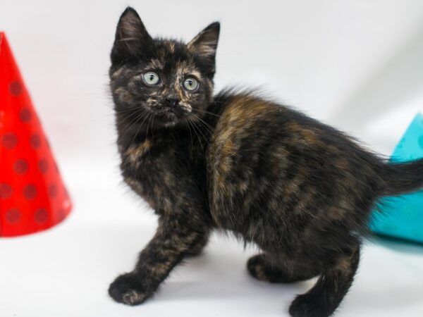 Kitten CAT Female Toritoiseshell 15107 Petland Wichita, Kansas