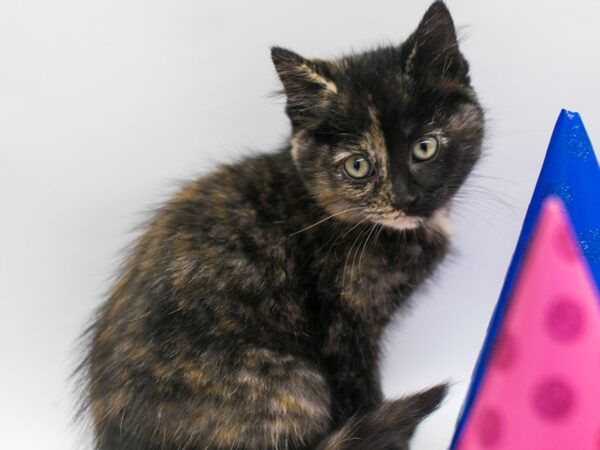 Kitten CAT Female Toritoiseshell 15106 Petland Wichita, Kansas