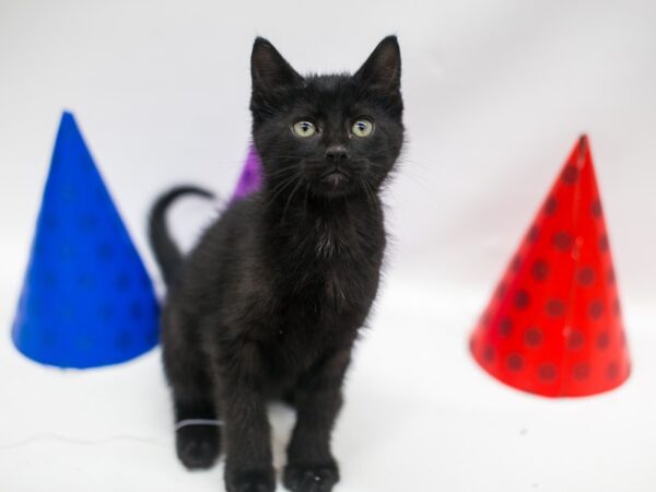 Kitten CAT Male Black 15104 Petland Wichita, Kansas