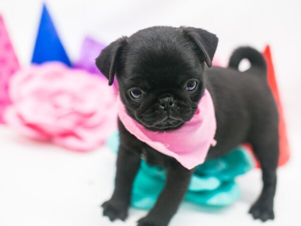 Pug DOG Female Black 15099 Petland Wichita, Kansas