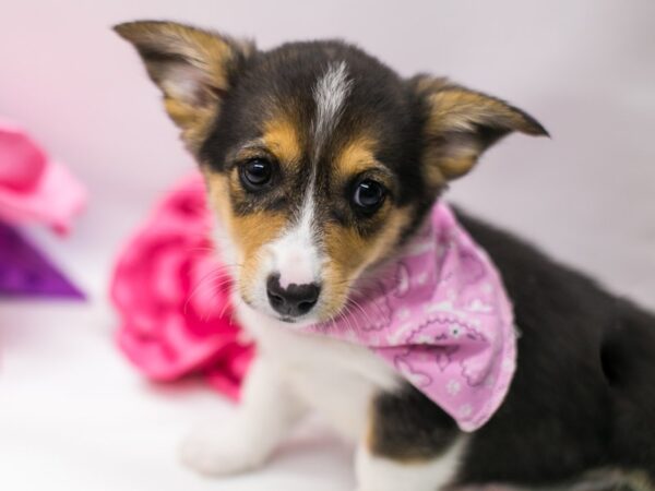 Mini Auggie DOG Female Black Tri 15096 Petland Wichita, Kansas