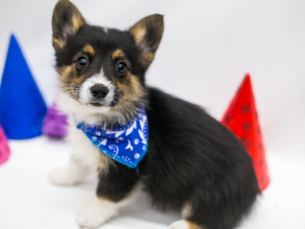 Mini Auggie DOG Male Black Tri 15097 Petland Wichita, Kansas