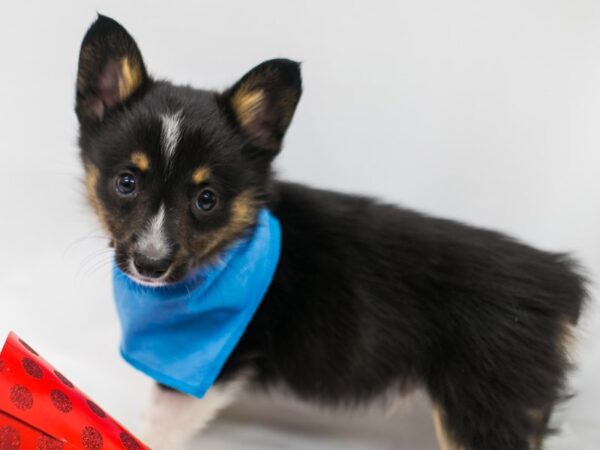 Mini Auggie DOG Male Black Tri 15098 Petland Wichita, Kansas