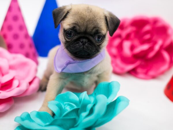 Pug DOG Female Fawn 15101 Petland Wichita, Kansas