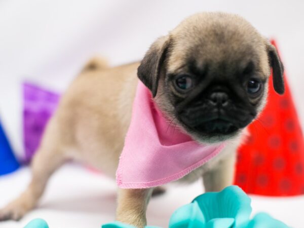 Pug DOG Female Fawn 15100 Petland Wichita, Kansas