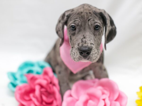 Great Dane DOG Female Blue Merle 15145 Petland Wichita, Kansas