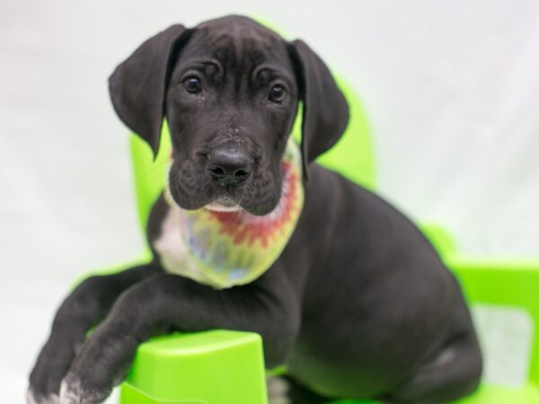 Great Dane DOG Male Black & White 15144 Petland Wichita, Kansas