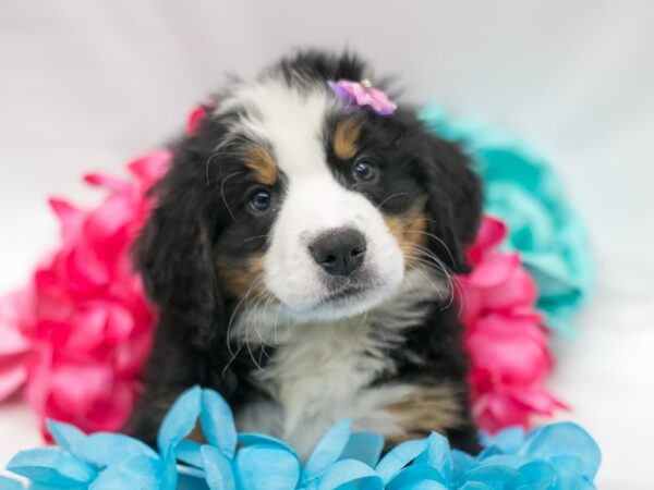 Bernese Mountain Dog DOG Female Black Tri 15143 Petland Wichita, Kansas