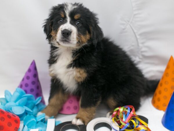 Bernese Mountain Dog DOG Male Black Tri 15142 Petland Wichita, Kansas