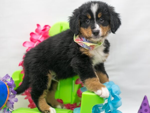 Bernese Mountain Dog DOG Male Black Tri 15141 Petland Wichita, Kansas