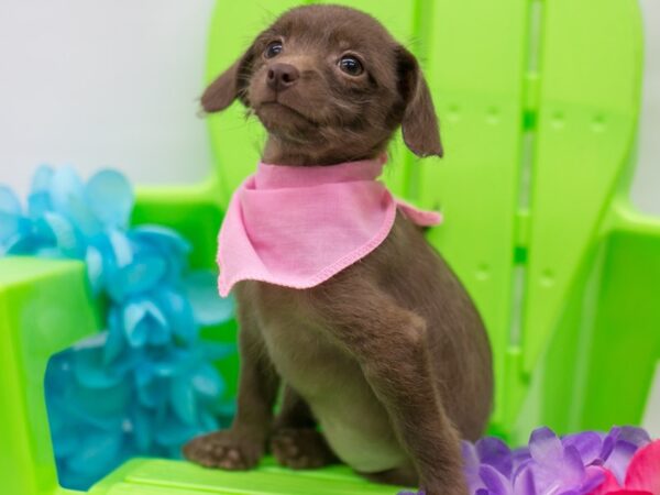 BeagleDoodle DOG Female Chocolate 15140 Petland Wichita, Kansas