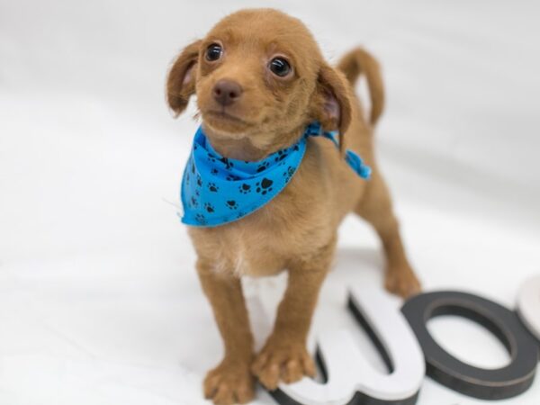 BeagleDoodle DOG Male Red 15139 Petland Wichita, Kansas