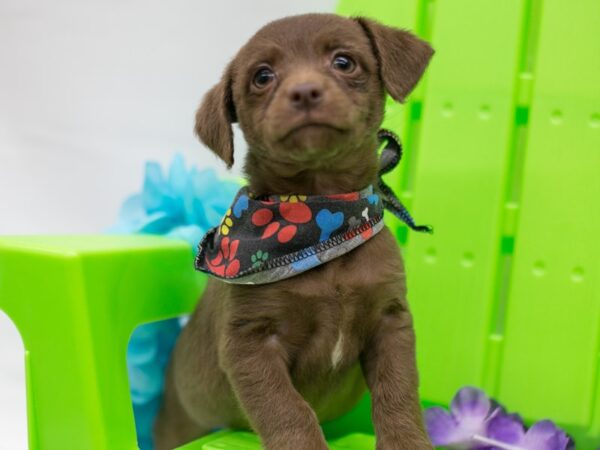 BeagleDoodle DOG Male Chocolate 15138 Petland Wichita, Kansas