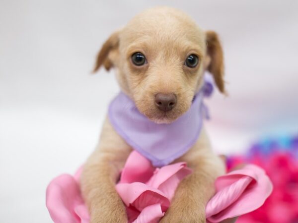 BeagleDoodle DOG Male Yellow 15137 Petland Wichita, Kansas