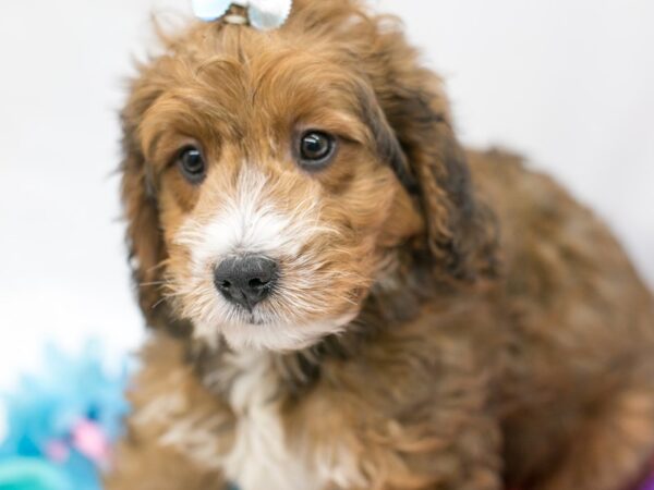 BernieDoodle-DOG-Female-Sable-15136-Petland Wichita, Kansas