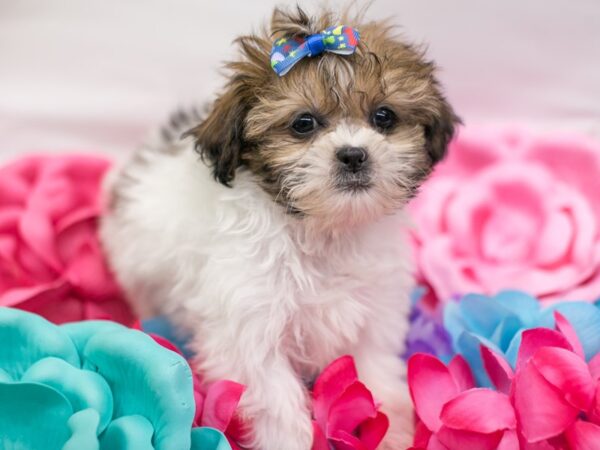 Shih Tzu DOG Female Gold & White 15134 Petland Wichita, Kansas