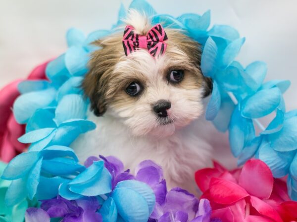 Shih Tzu DOG Female Gold & White 15133 Petland Wichita, Kansas