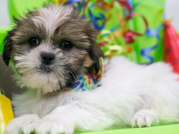 Shih Tzu DOG Male Gold & White 15132 Petland Wichita, Kansas