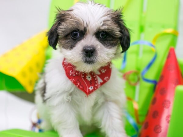 Shih Tzu-DOG-Male-Gold & White-15131-Petland Wichita, Kansas
