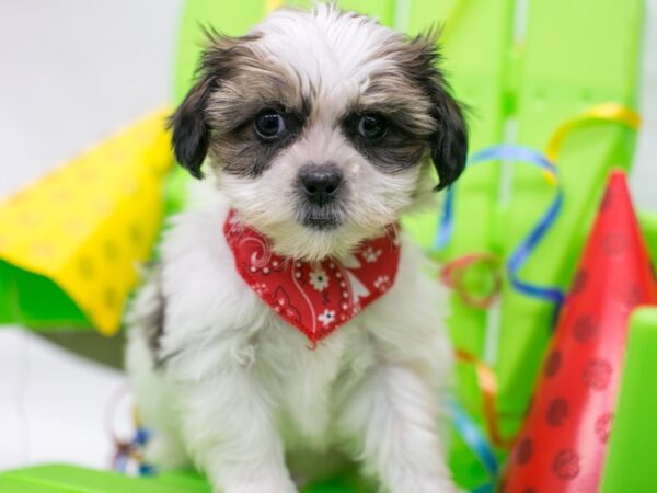 Shih Tzu DOG Male Gold & White 15131 Petland Wichita, Kansas