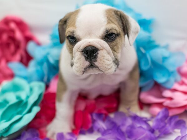 English Bulldog DOG Female Fawn & White 15130 Petland Wichita, Kansas